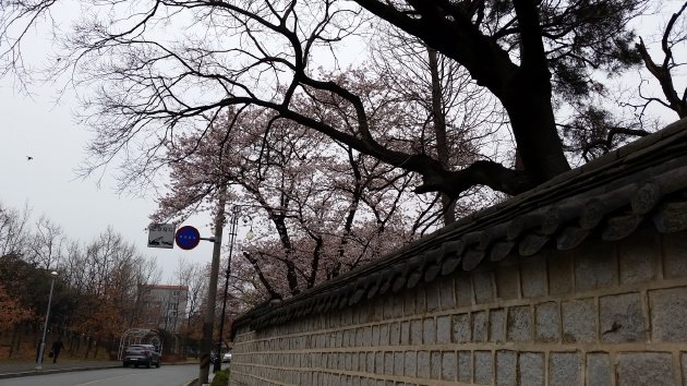 首露王陵の塀に咲く桜